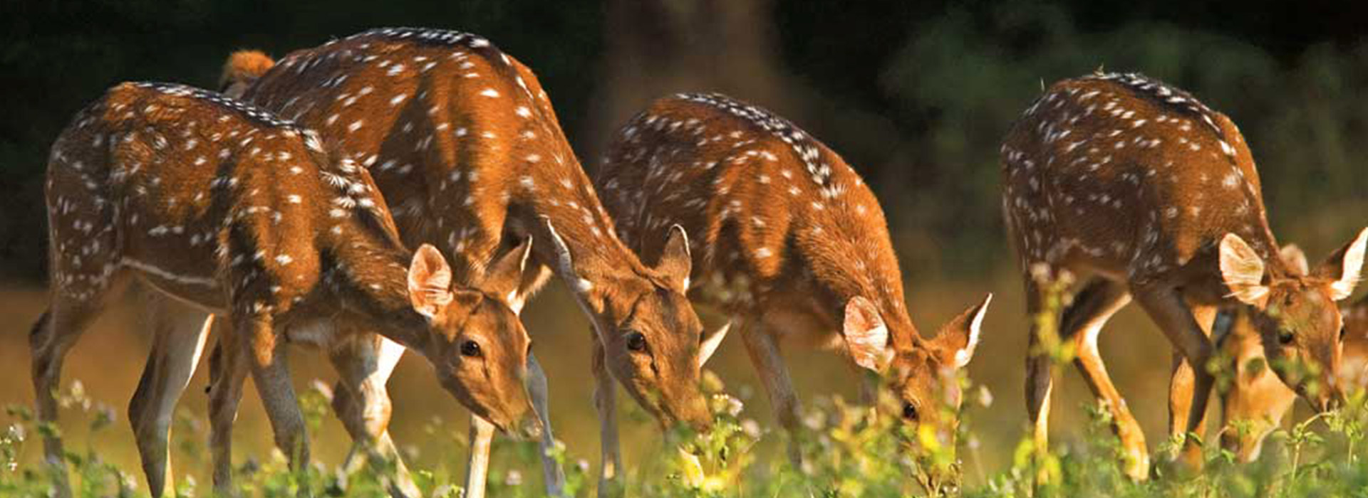 Odisha Tourism : Forest & Wildlife