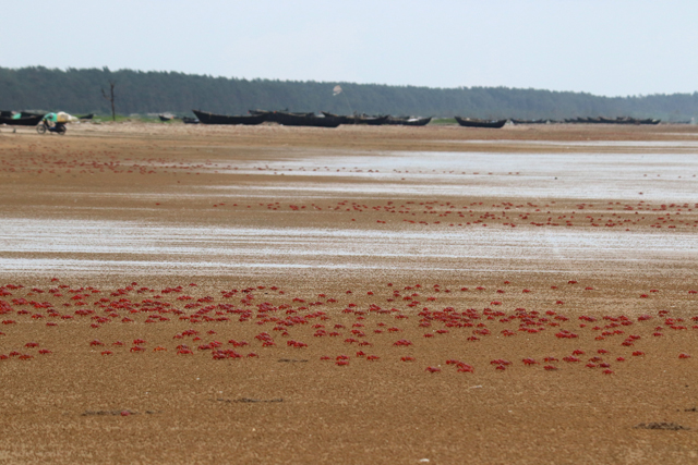 beach filled with red crabs