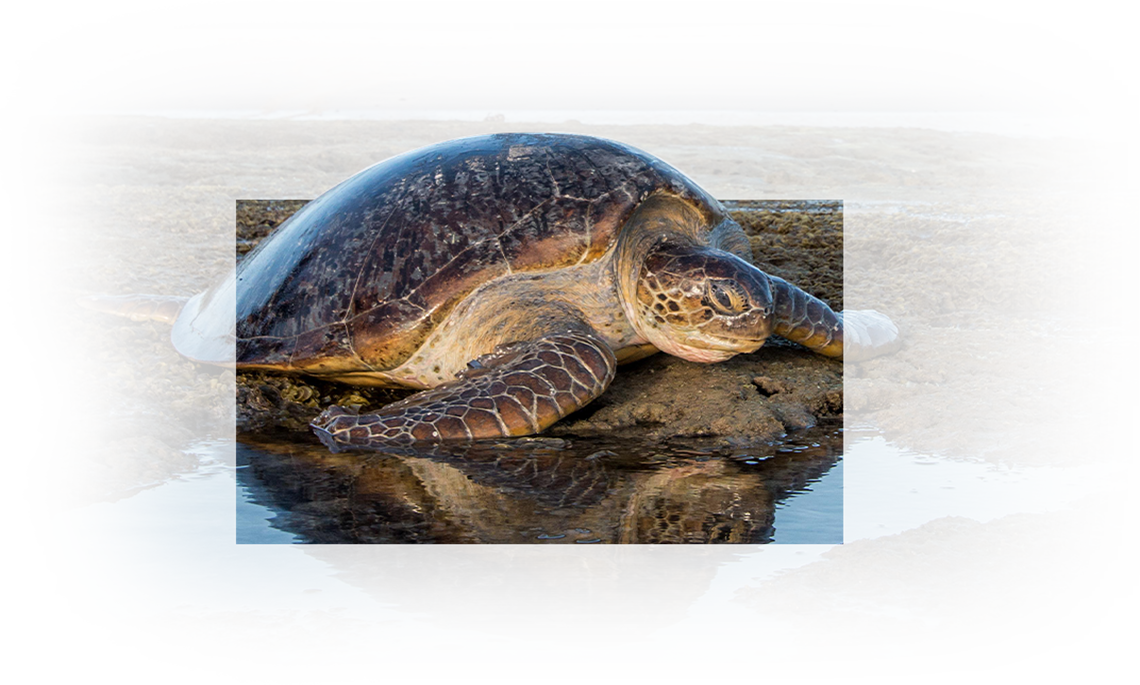 olive ridley
